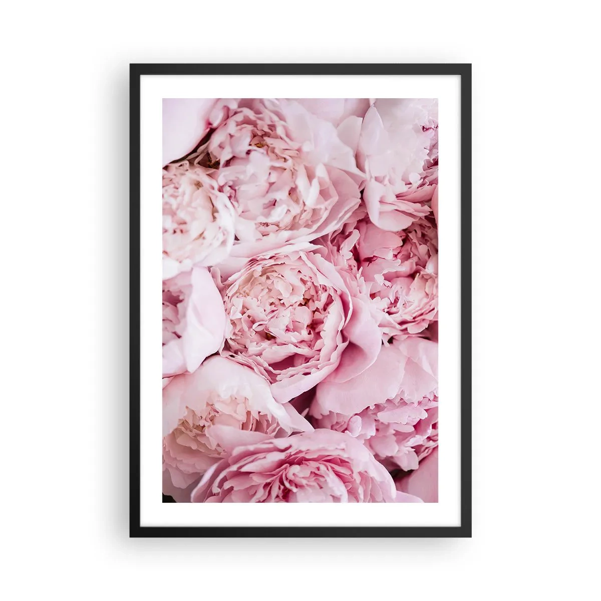 Poster in einem schwarzem Rahmen - Eine Nahaufnahme von zartrosa Pfingstrosen in voller Blüte - 50x70cm - Anschmiegsam und duftend - Moderne Wanddekoration für Wohnzimmer und Schlafzimmer ARTTOR