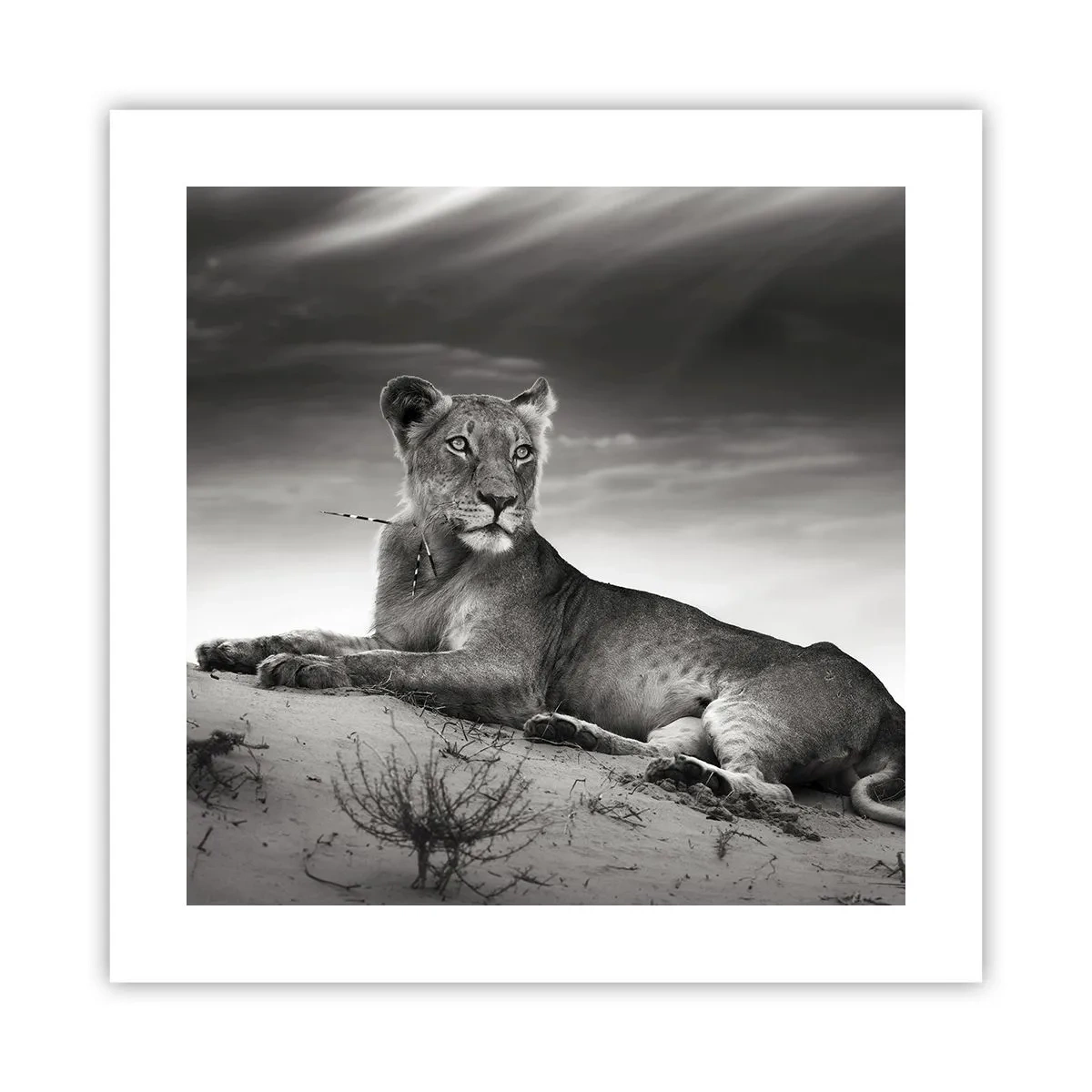 Poster - Die Königin der Wüstenruhe - 40x40 cm