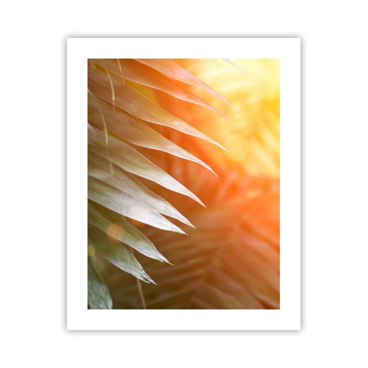 Poster - Morgen im Dschungel - 40x50 cm