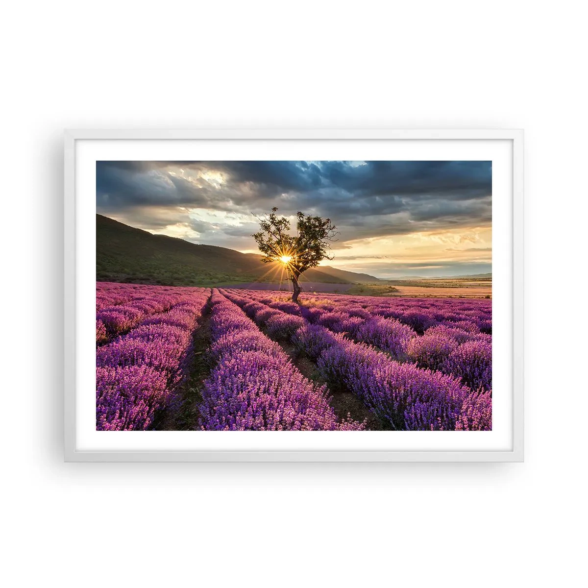 Poster in einem weißen Rahmen - Fliederfarbenes Aroma - 70x50 cm