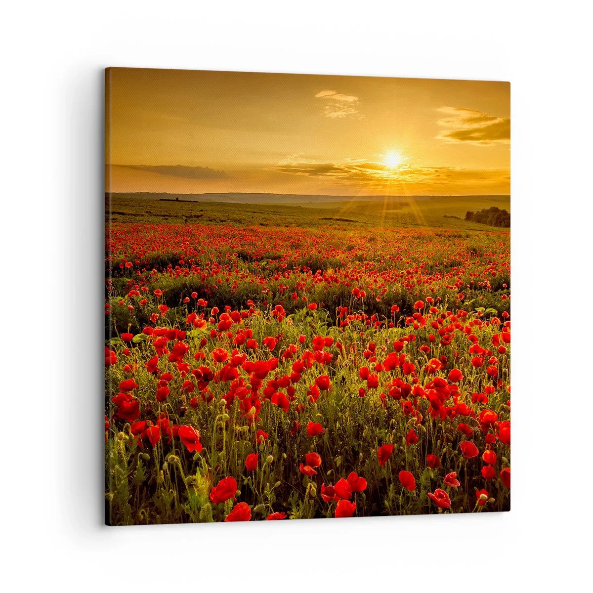 Bild auf Leinwand - Leinwandbild - Unter den Wellen raschelnder Wiesen, unter den Blumen der Flut - 50x50 cm