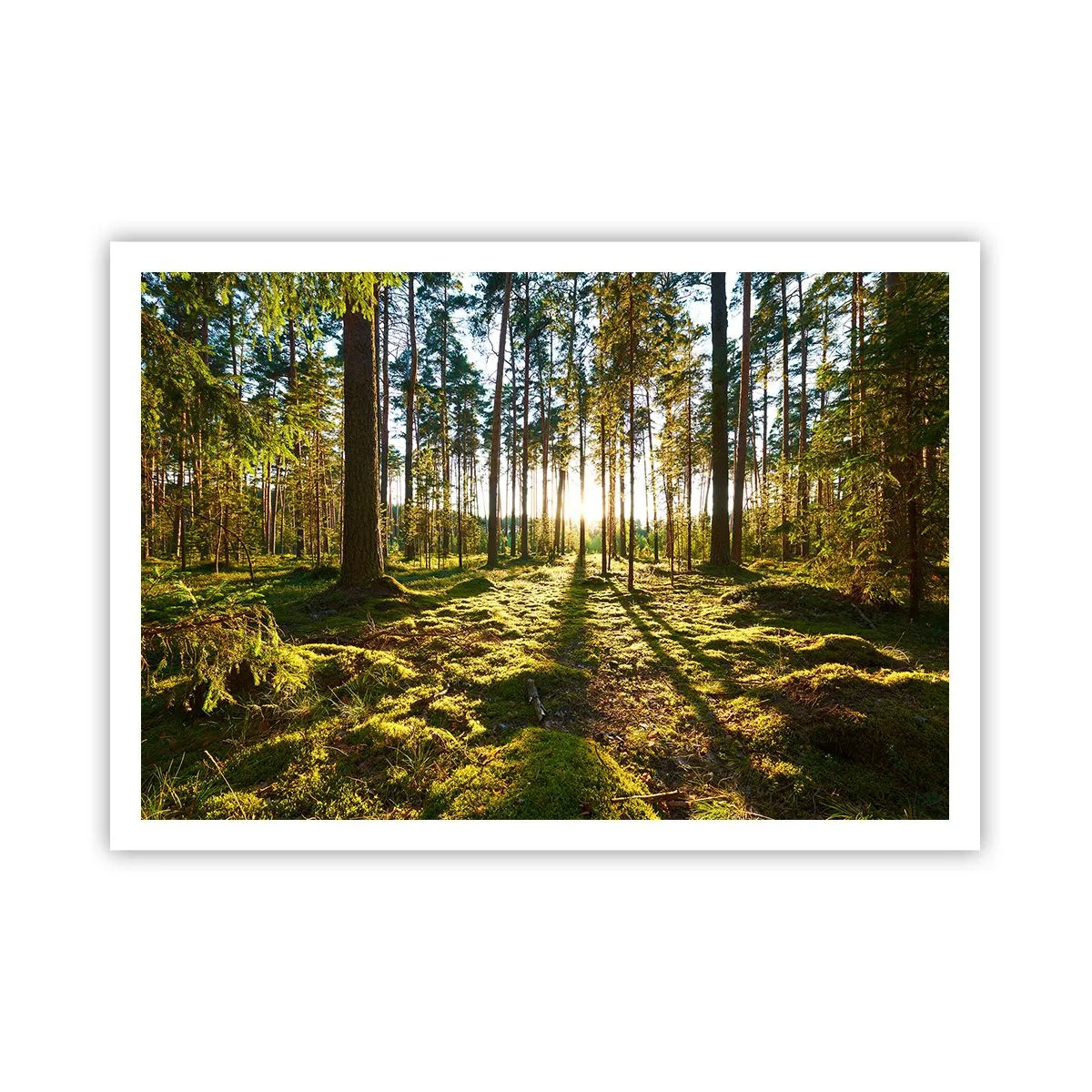 Poster - Grüner Wald, beleuchtet durch Sonnenlicht auf dem Moos - 100x70cm - … Hinter den sieben Wäldern - Moderne Wanddekoration für Wohnzimmer und Schlafzimmer ARTTOR