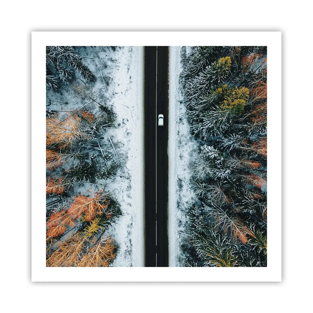 Poster - Schnitt durch den Winterwald - 60x60 cm