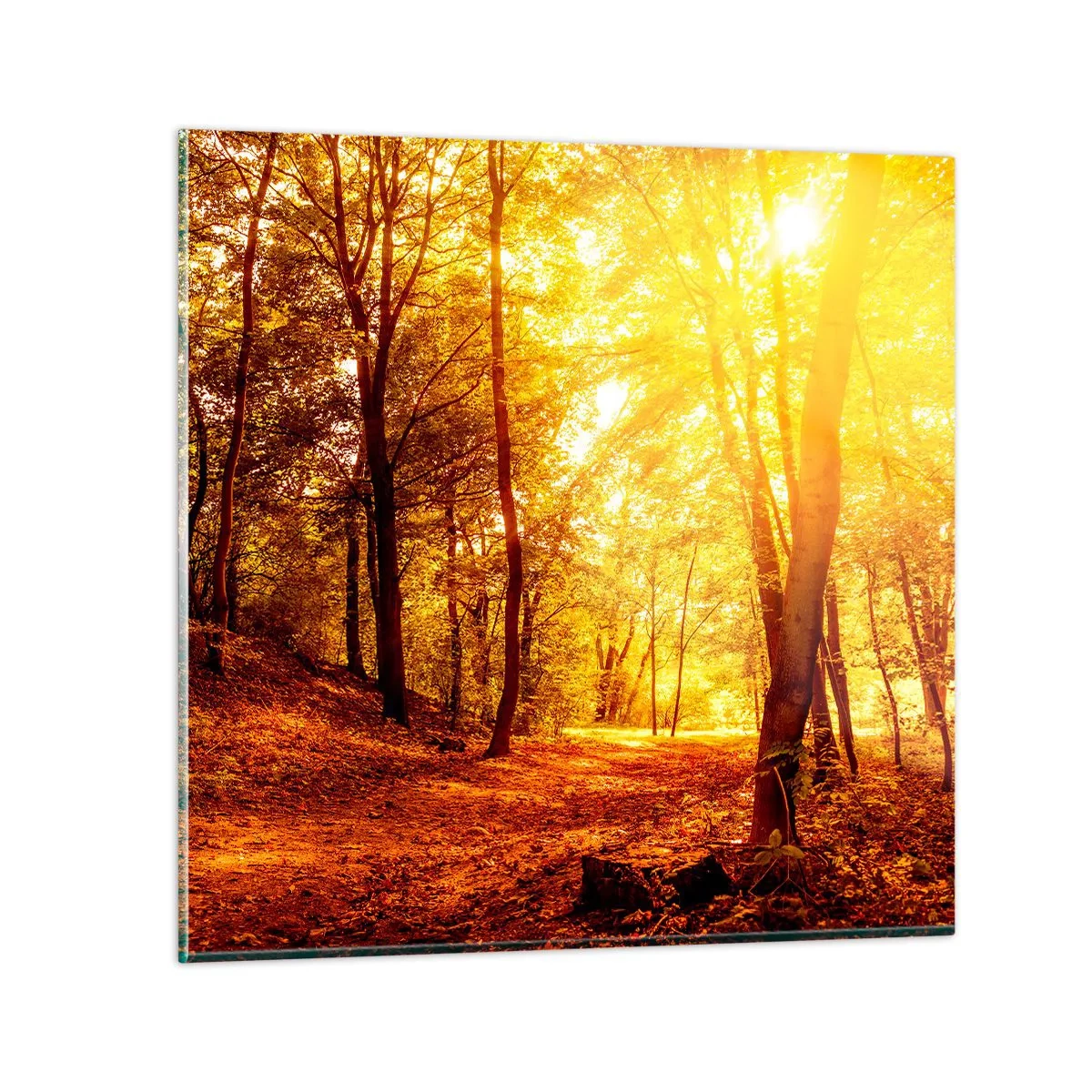 Glasbild - Bild auf glas - Auf die goldene Lichtung - 60x60 cm