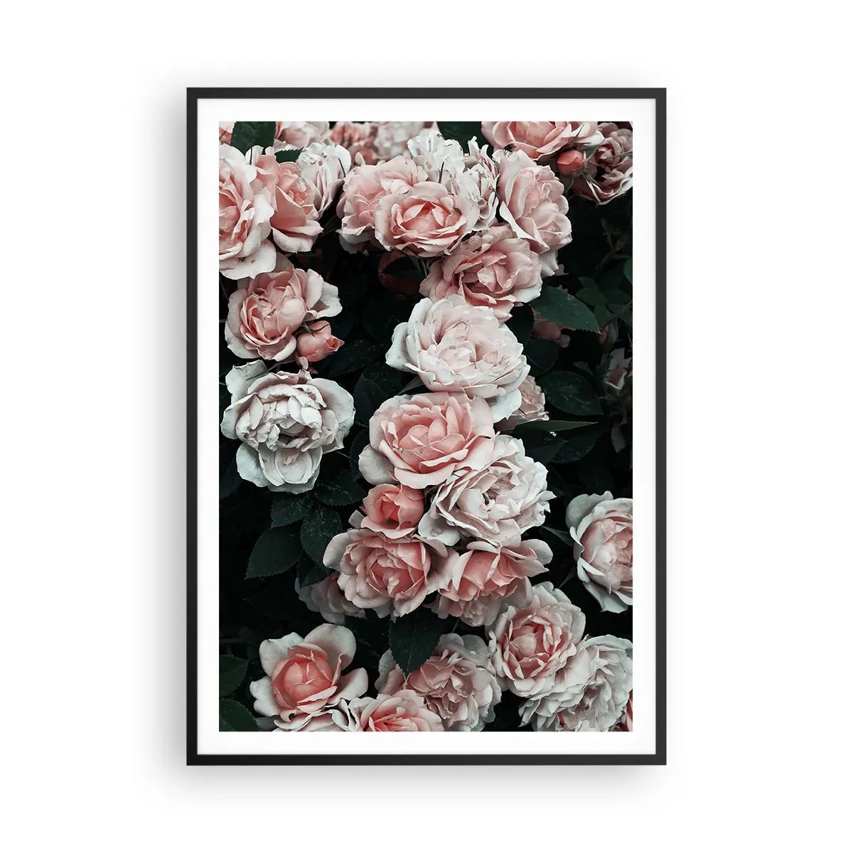 Poster in einem schwarzem Rahmen - Rosen-Ensemble - 70x100 cm