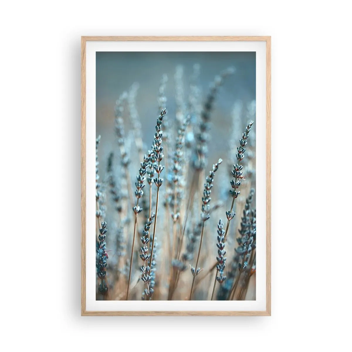 Poster in einem Rahmen aus heller Eiche - Duftendes Kornfeld - 61x91 cm
