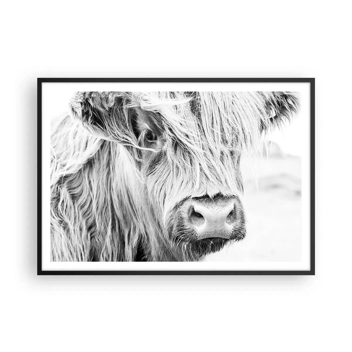Poster in einem schwarzem Rahmen - Porträt einer schottischen Kuh in Schwarz und Weiß - 100x70cm - Schottische Wildheit - Moderne Wanddekoration für Wohnzimmer und Schlafzimmer ARTTOR