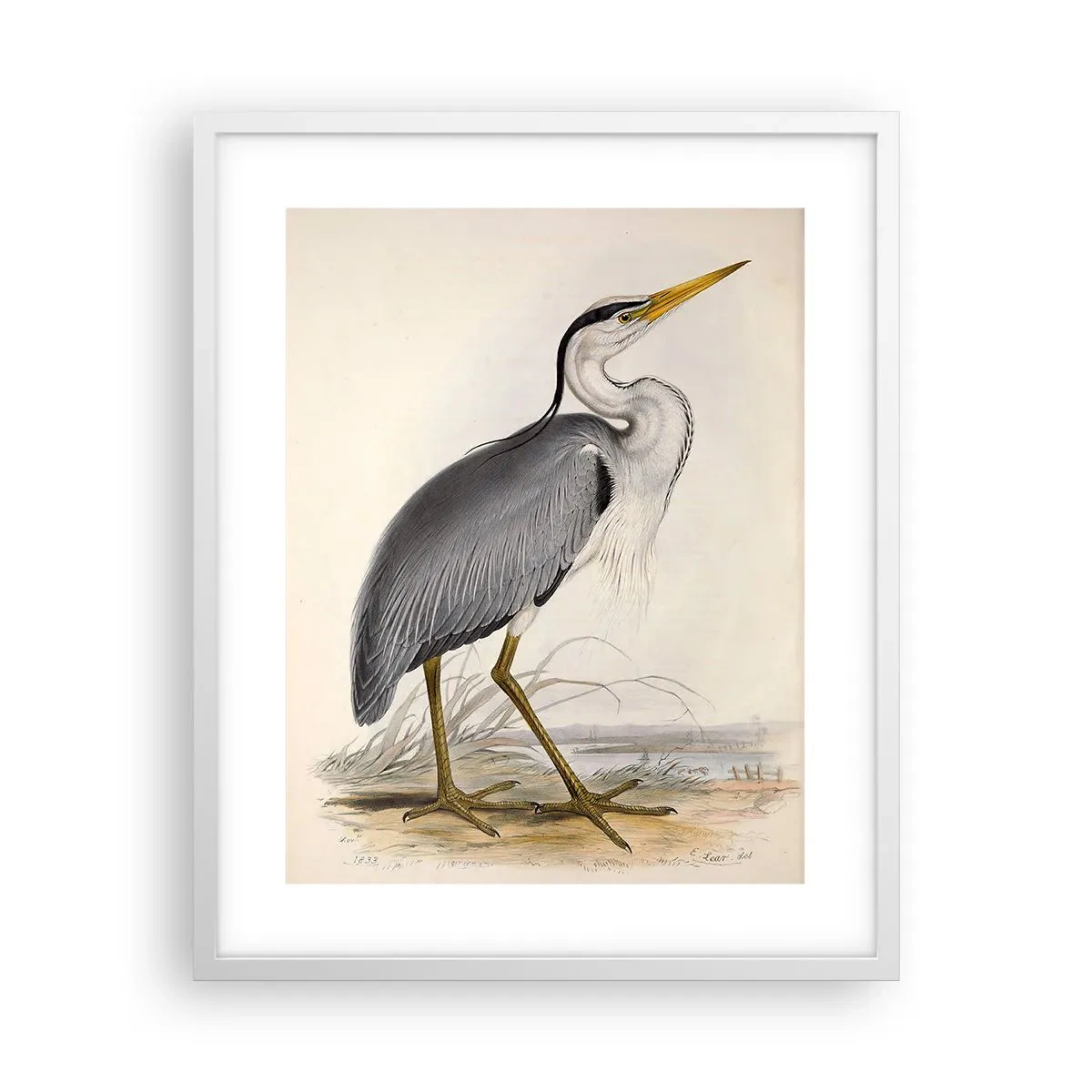 Poster in einem weißen Rahmen - Reiher Gnade - 40x50 cm
