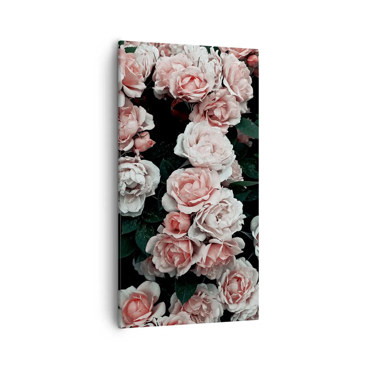 Bild auf Leinwand - Leinwandbild - Rosen-Ensemble - 55x100 cm