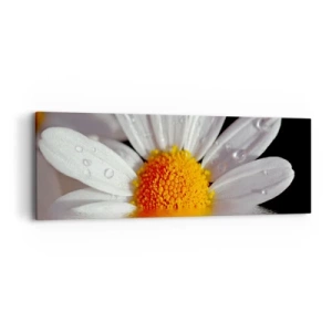 Bild auf Leinwand - Leinwandbild - Die aufgehende Sonne der Gänseblümchen - 90x30 cm