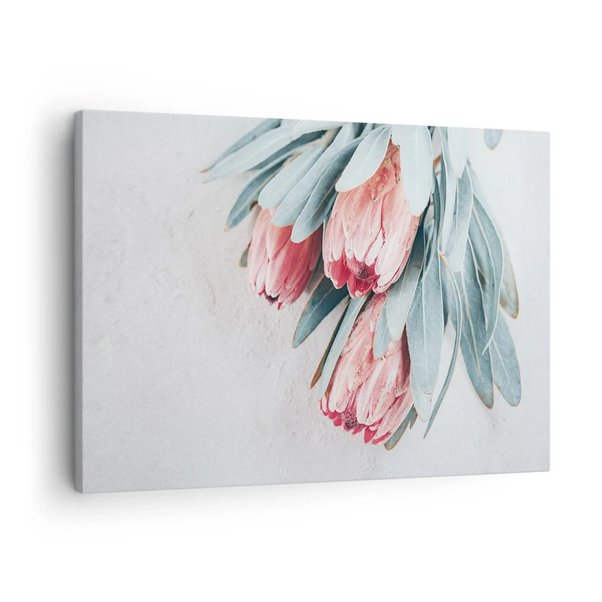 Bild auf Leinwand - Leinwandbild - Dezente rosa Protea-Blüten auf hellem Hintergrund - 70x50cm - Schämen sich für ihre eigene Schönheit - Moderne Wanddekoration für Wohnzimmer und Schlafzimmer ARTTOR
