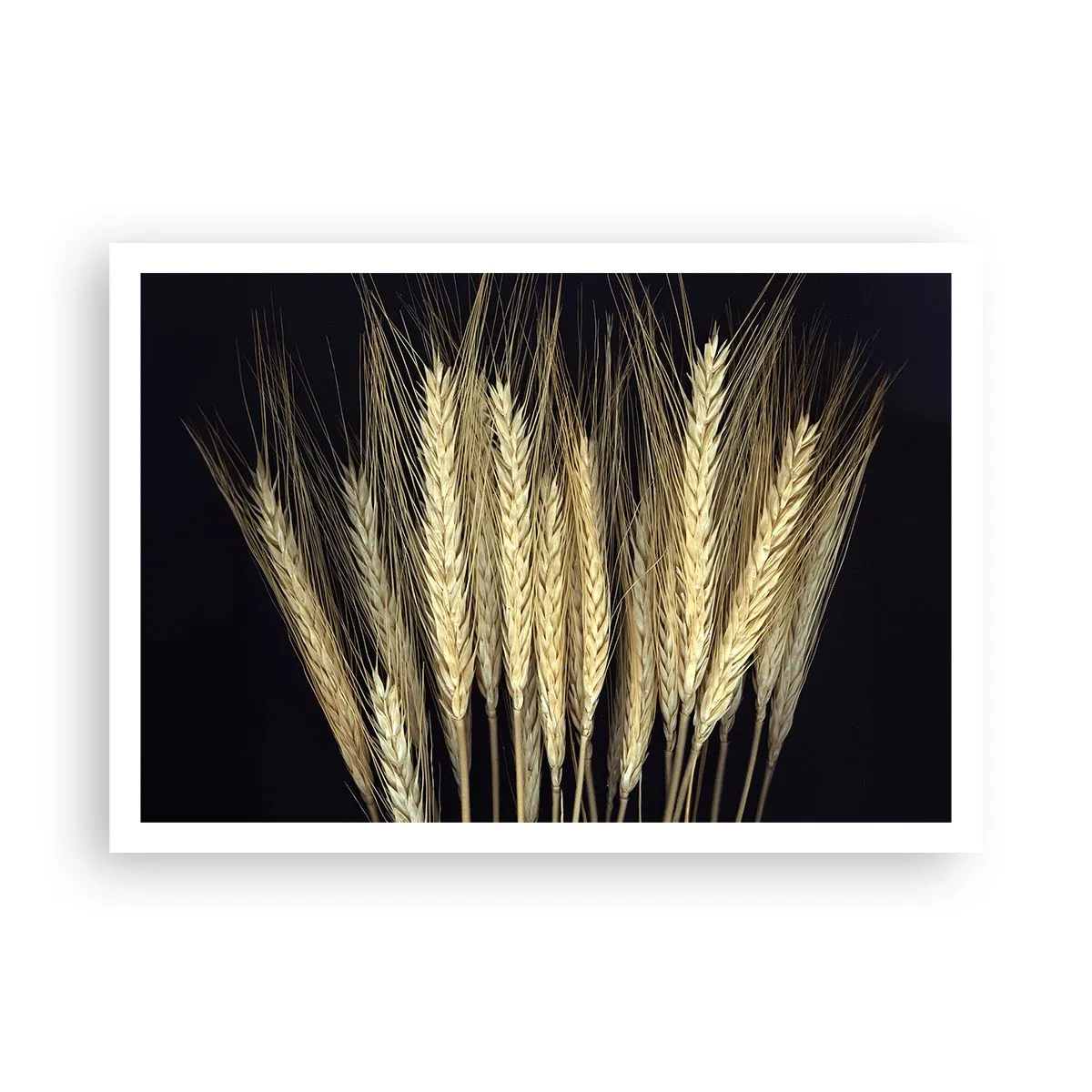 Poster - Weizenähren auf schwarzem Hintergrund im rustikalen Stil - 100x70cm - Rustikale Magie - Moderne Wanddekoration für Wohnzimmer und Schlafzimmer ARTTOR