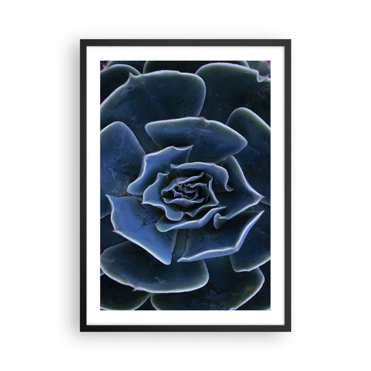 Poster in einem schwarzem Rahmen - Künstlerische Nahaufnahme eines geometrischen Sukkulentenmusters - 50x70cm - Wüstenblume - Moderne Wanddekoration für Wohnzimmer und Schlafzimmer ARTTOR