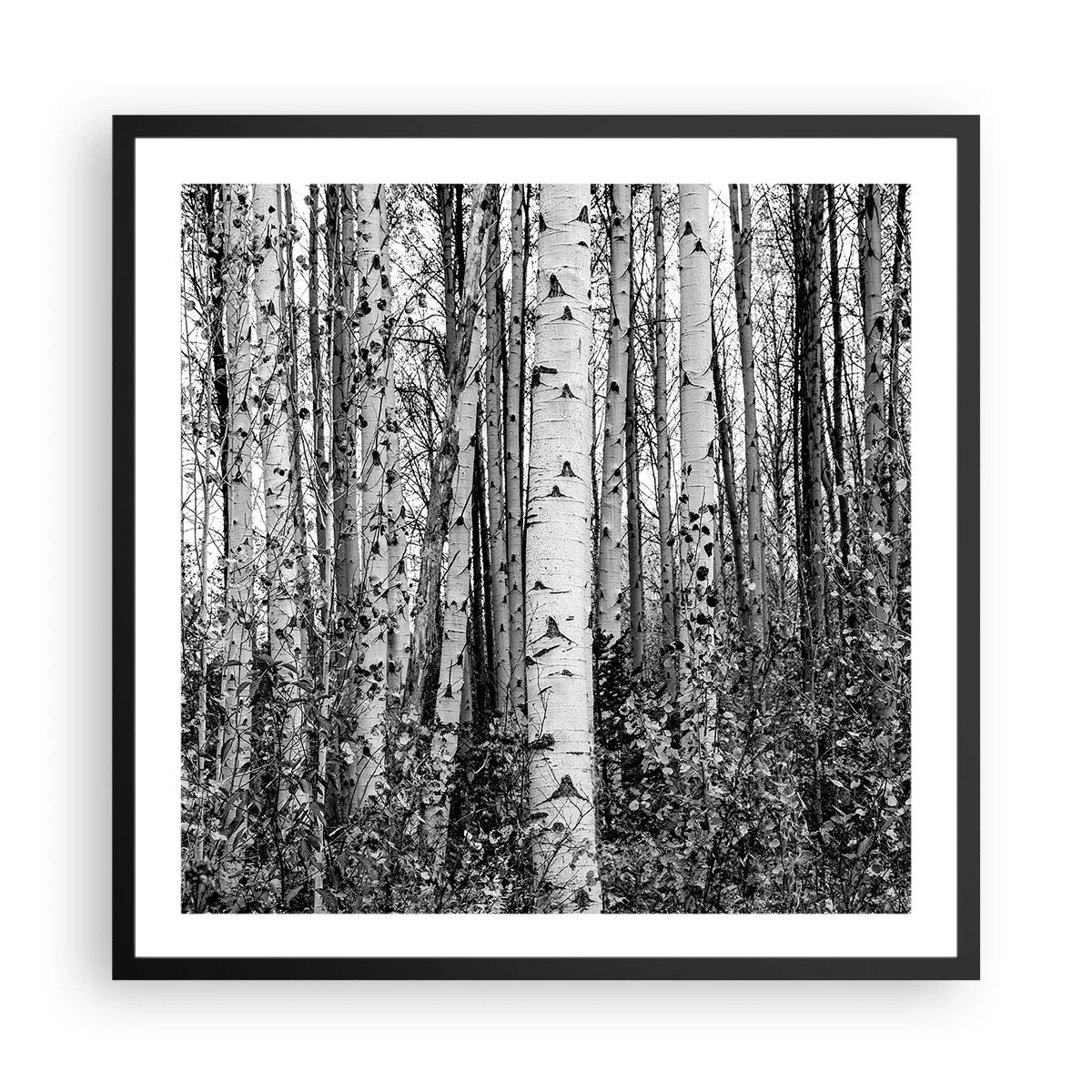 Poster in einem schwarzem Rahmen - Birkenkolonnade - 60x60 cm