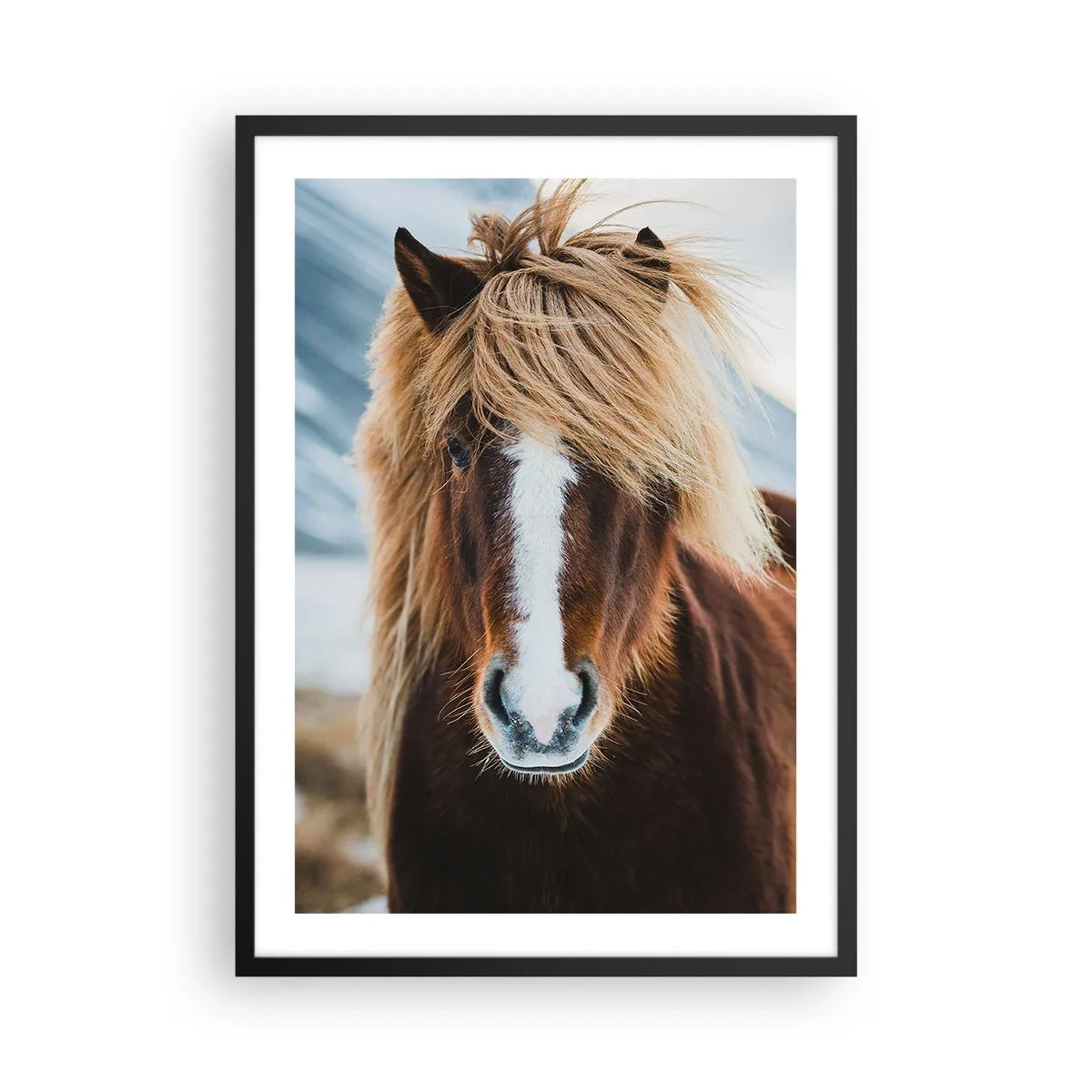 Poster in einem schwarzem Rahmen - Eine Nahaufnahme eines Islandpferdes mit wallender Mähne vor einer natürlichen Kulisse. - 50x70cm - Spürst du die Freiheit? - Moderne Wanddekoration für Wohnzimmer und Schlafzimmer ARTTOR
