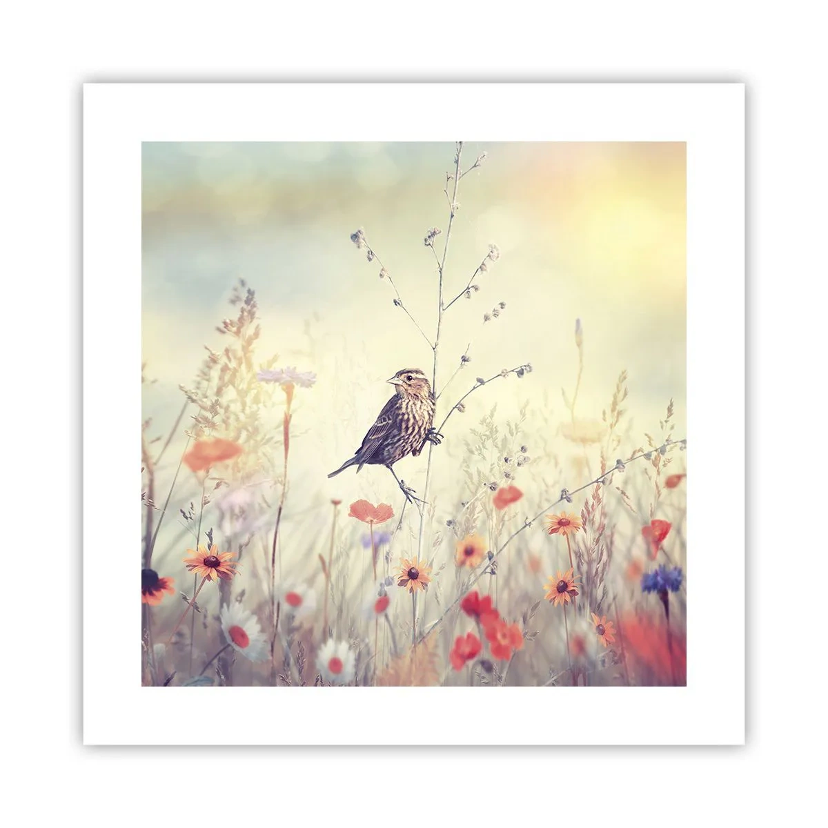 Poster - Vogelporträt mit einer Wiese im Hintergrund - 40x40 cm