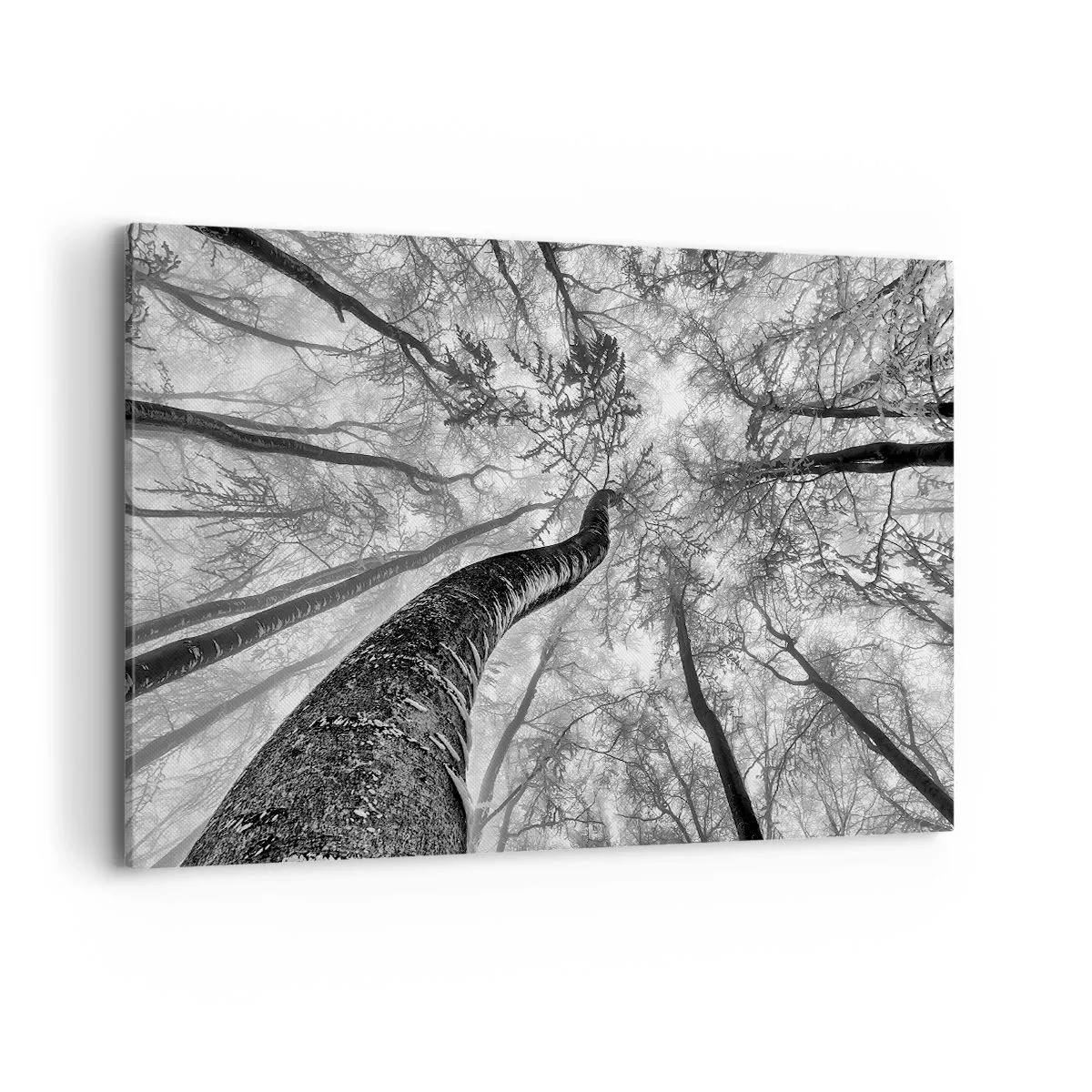 Bild auf Leinwand - Leinwandbild - Perspektive von Bäumen in einem Wald von unten gesehen in Grautönen - 120x80cm - Rennen zum Licht - Moderne Wanddekoration für Wohnzimmer und Schlafzimmer ARTTOR