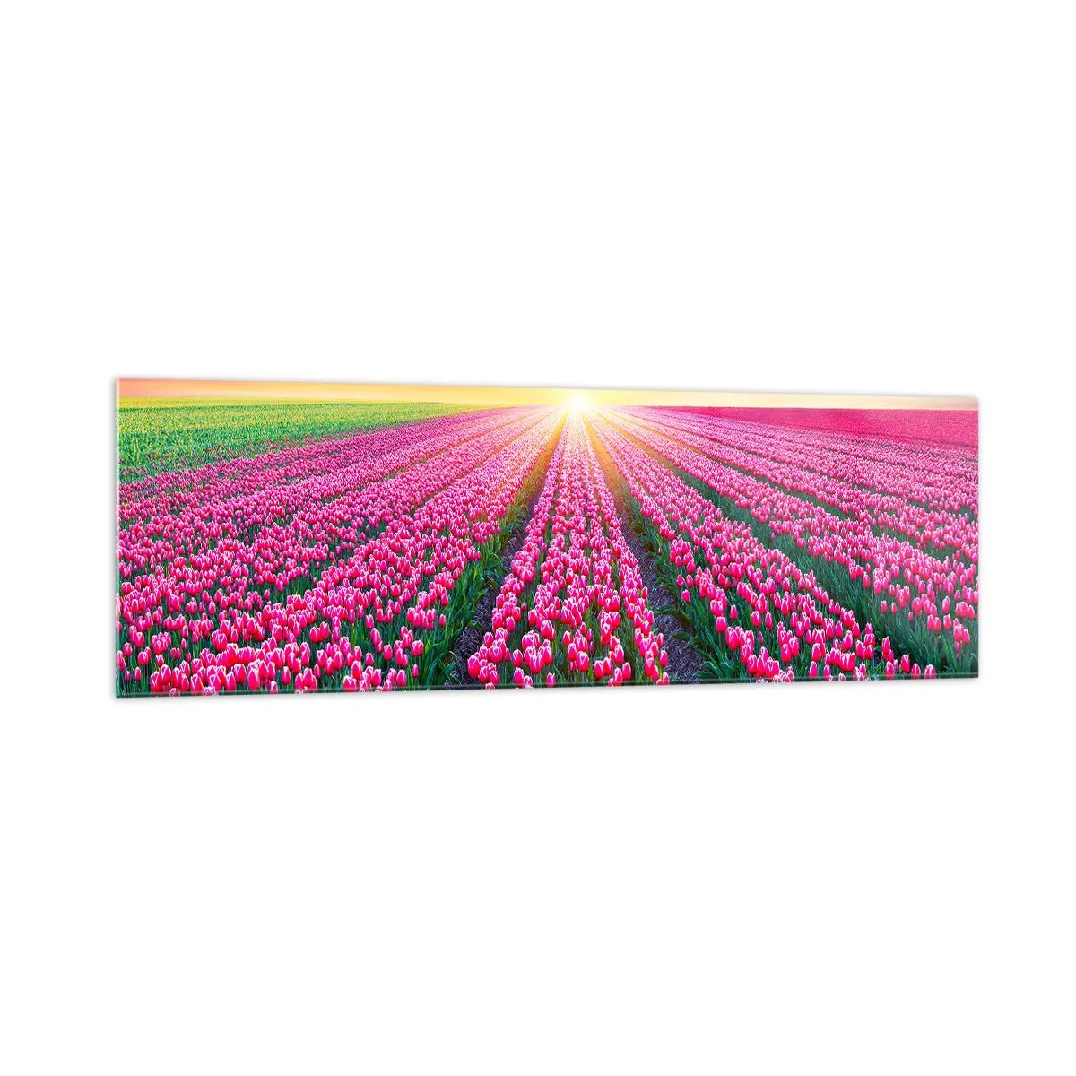 Glasbild - Bild auf glas - Ein Tulpenfeld bei Sonnenuntergang - 160x50cm - Schönheitsfarm - Moderne Wanddekoration für Wohnzimmer und Schlafzimmer ARTTOR