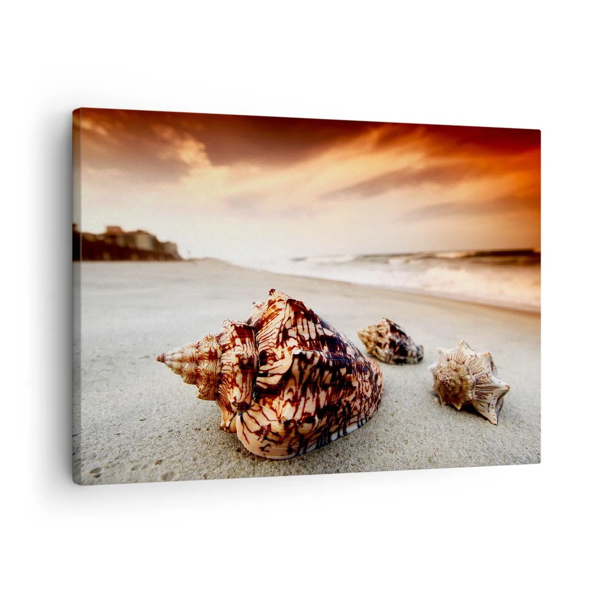 Bild auf Leinwand - Leinwandbild - Muscheln am Strand bei Sonnenuntergang - 70x50cm - Ausgestoßene von Wellen - Moderne Wanddekoration für Wohnzimmer und Schlafzimmer ARTTOR