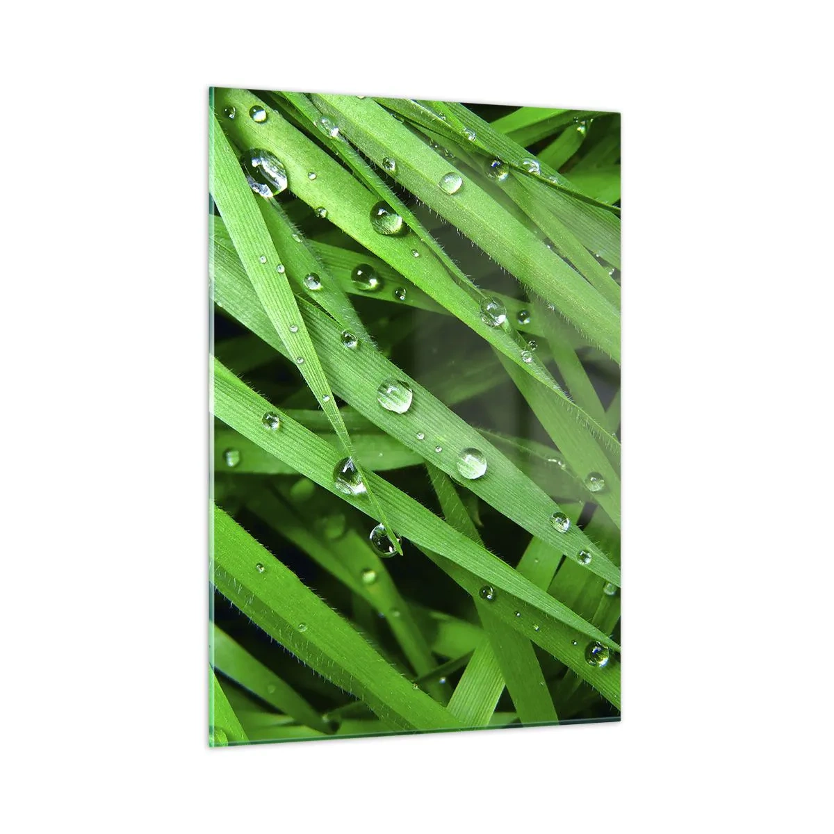 Glasbild - Bild auf glas - Grüne Grashalme mit Tautropfen - 50x70cm - Grün spielen - Moderne Wanddekoration für Wohnzimmer und Schlafzimmer ARTTOR