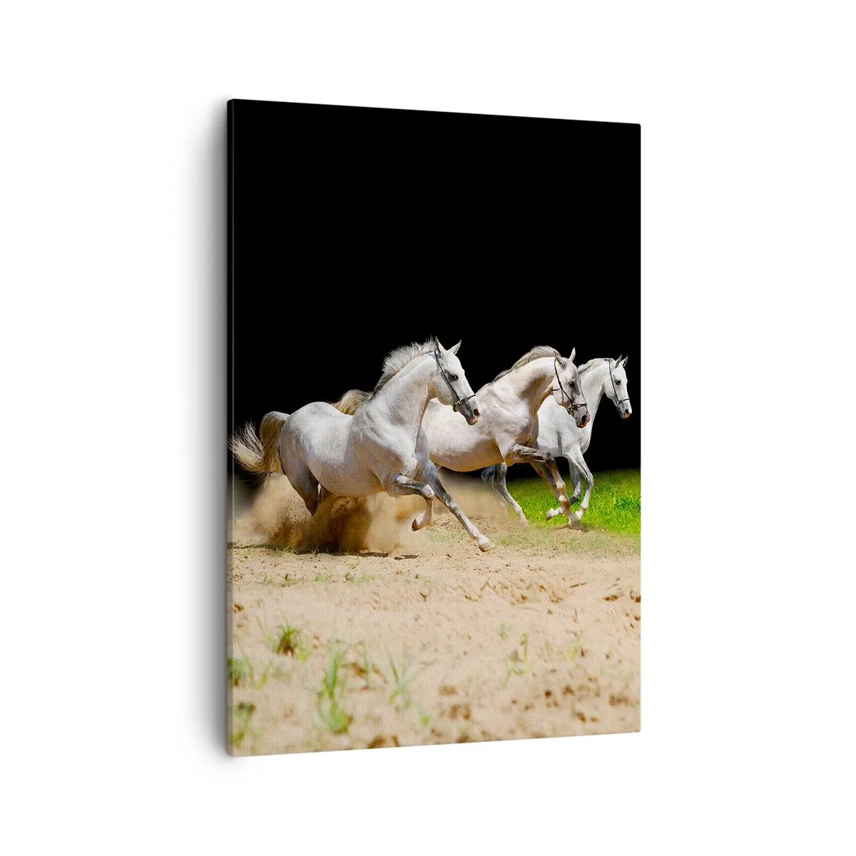 Bild auf Leinwand - Leinwandbild - Drei weiße Pferde galoppieren über Sand und Gras - 50x70cm - Drei Grazien - Moderne Wanddekoration für Wohnzimmer und Schlafzimmer ARTTOR