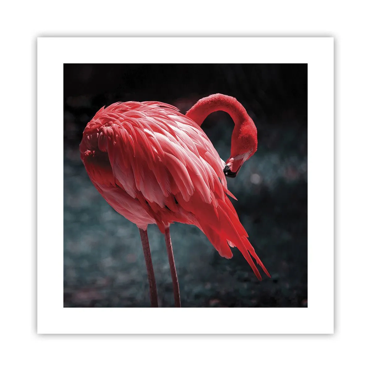 Poster - Ein purpurrotes Gedicht der Natur - 40x40 cm