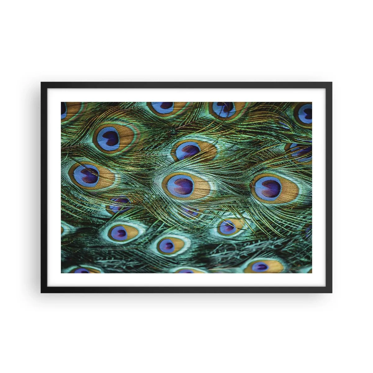 Poster in einem schwarzem Rahmen - Details von Pfauenfedern in satten Farben - 70x50cm - Ein Blick mit Pfauenaugen - Moderne Wanddekoration für Wohnzimmer und Schlafzimmer ARTTOR