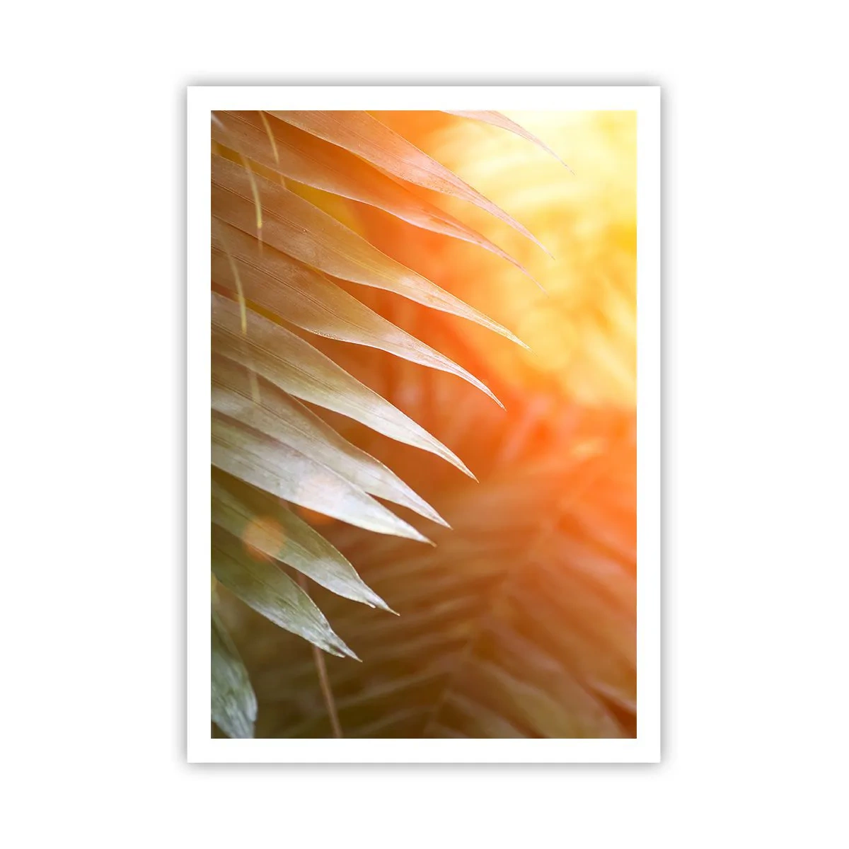 Poster - Morgen im Dschungel - 70x100 cm