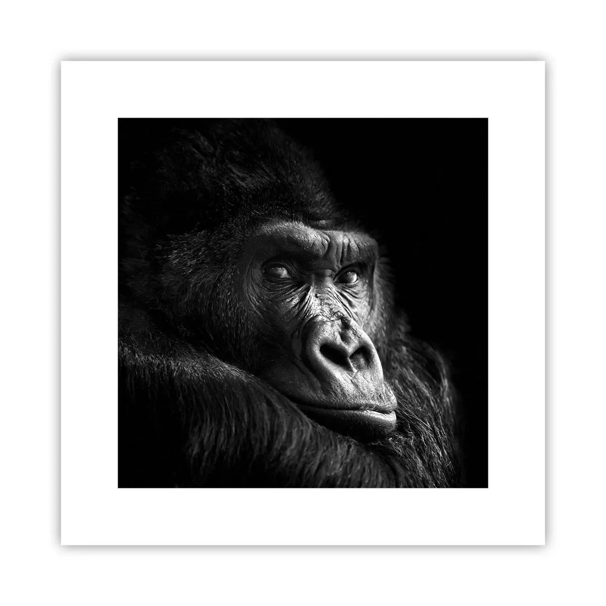 Poster - Und was guckst du so? - 30x30 cm