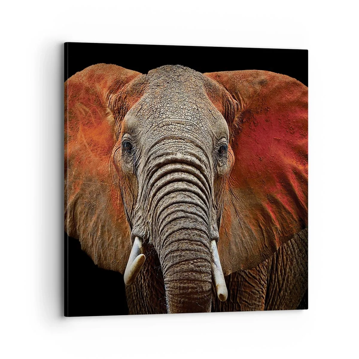 Bild auf Leinwand - Leinwandbild - Ich bin wild und du? - 70x70 cm