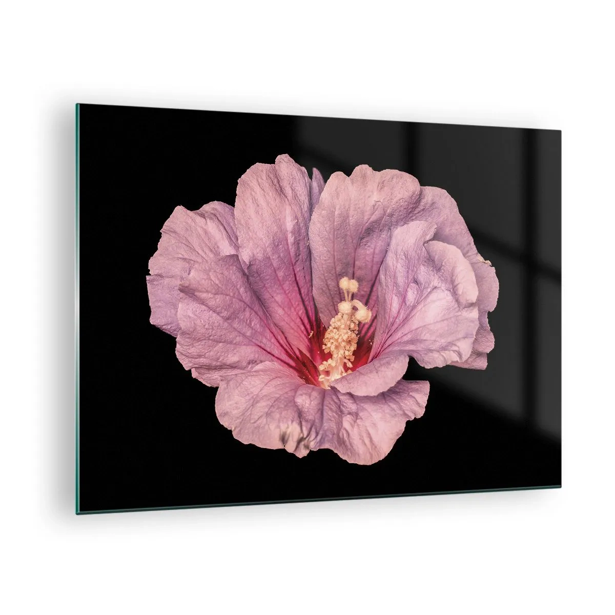 Glasbild - Bild auf glas - Nahaufnahme einer rosa Hibiskusblüte vor schwarzem Hintergrund - 70x50cm - Direkt ins Herz - Moderne Wanddekoration für Wohnzimmer und Schlafzimmer ARTTOR