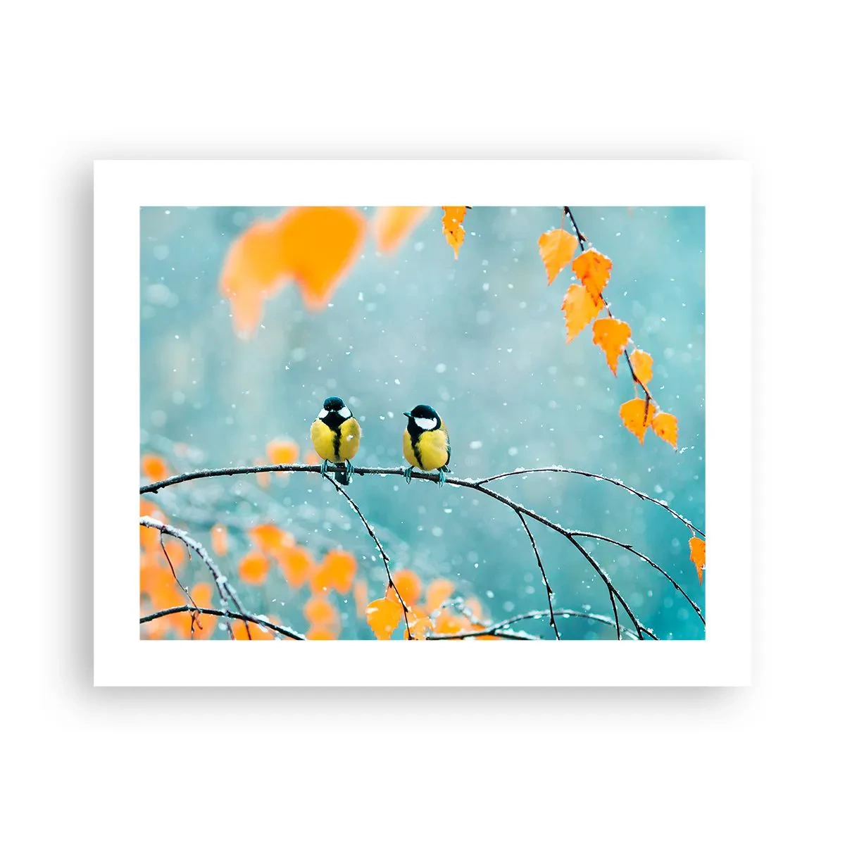 Poster - Vogelklatsch - 50x40 cm