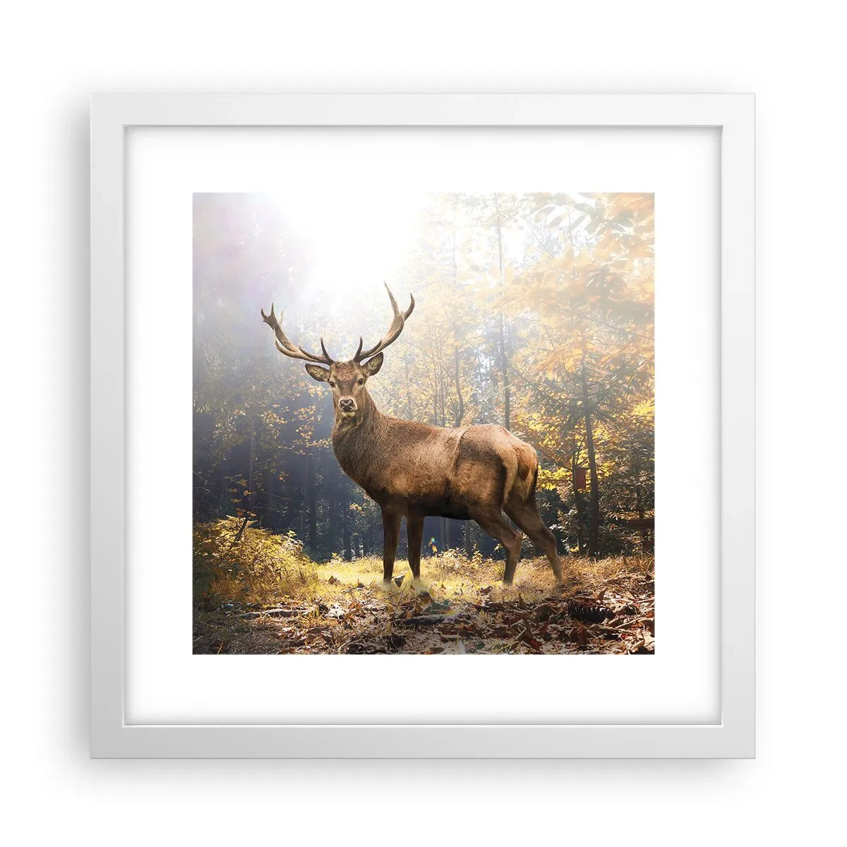 Poster in einem weißen Rahmen - In voller Majestät - 30x30 cm