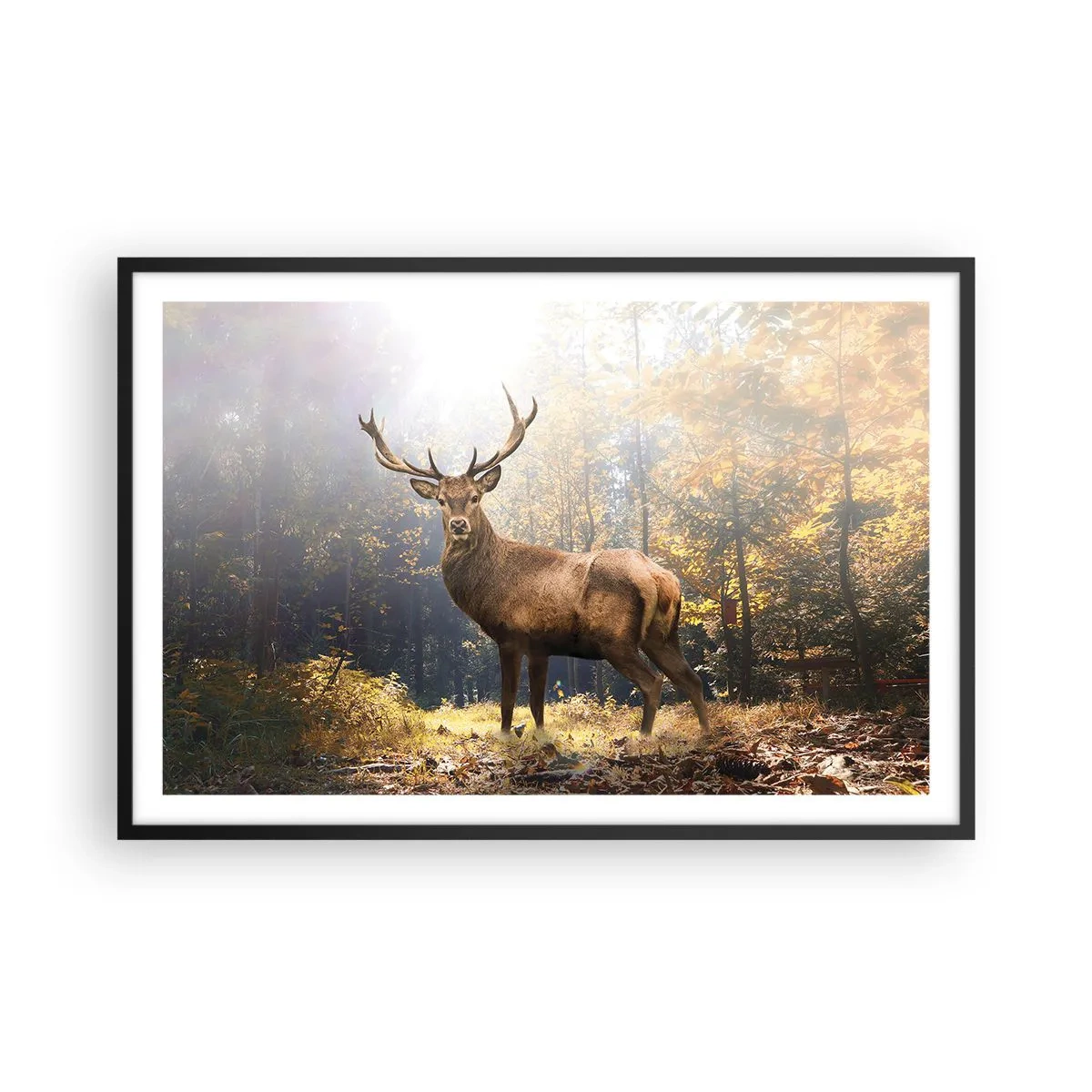 Poster in einem schwarzem Rahmen - In voller Majestät - 91x61 cm