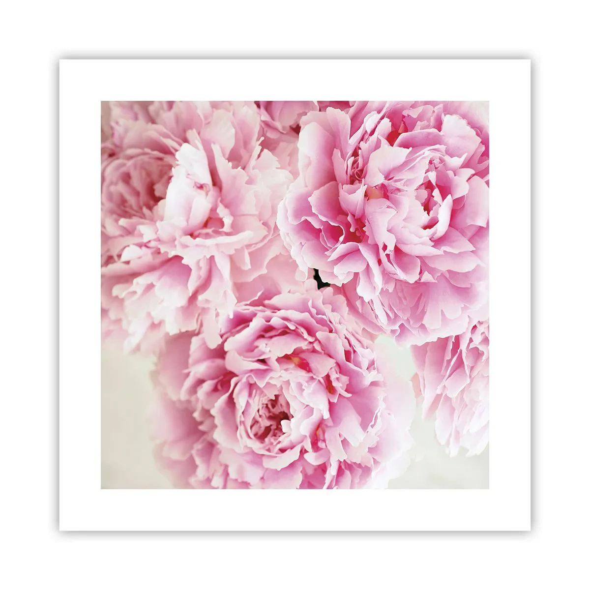 Poster - In rosa Glamour - 40x40 cm