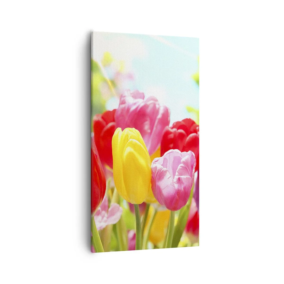 Bild auf Leinwand - Leinwandbild - Wir sind es, die Farben des Mais! - 55x100 cm