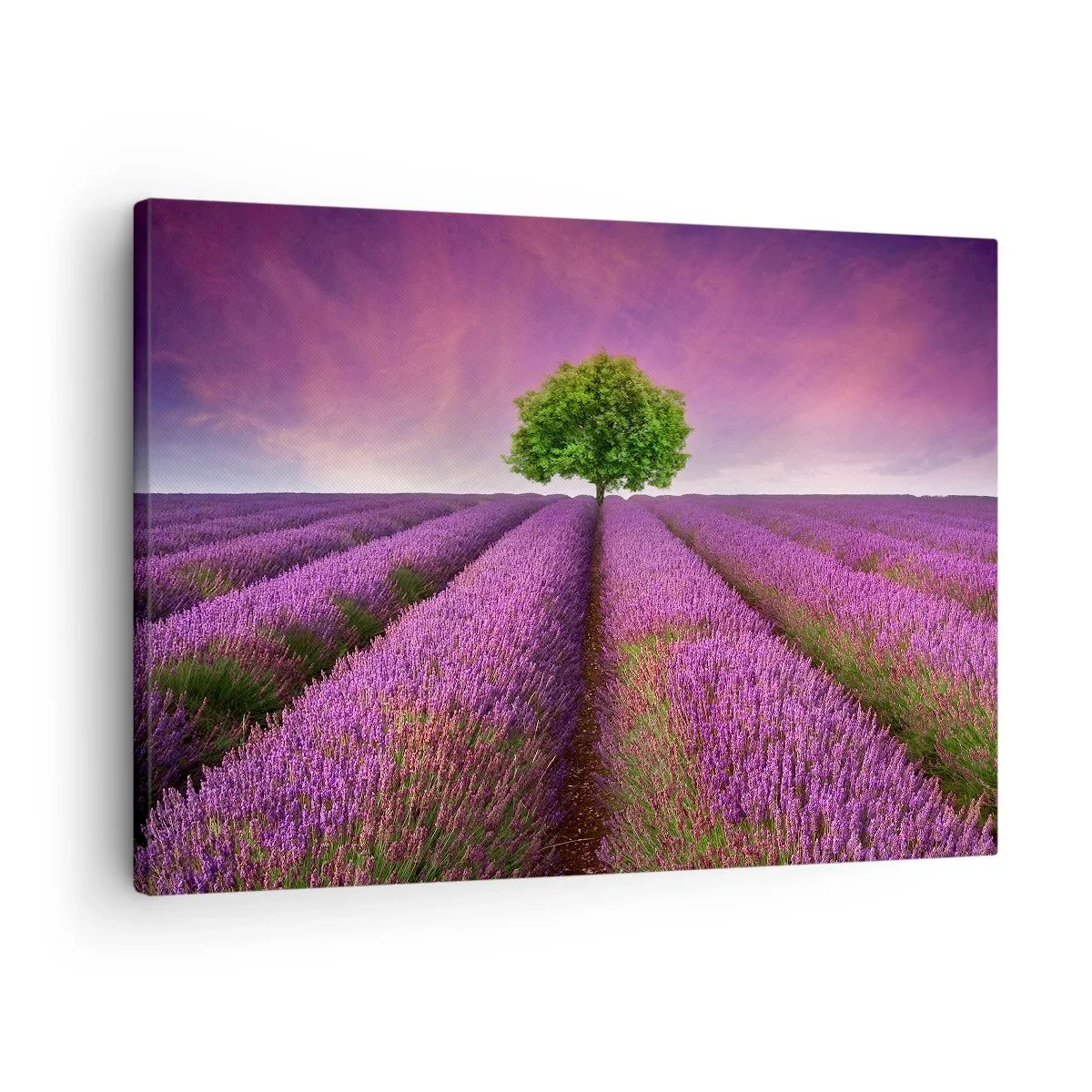 Bild auf Leinwand - Leinwandbild - Ein Lavendelfeld mit einem einsamen Baum und einem violetten Himmel - 70x50cm - Auf Lavendelfeldern - Moderne Wanddekoration für Wohnzimmer und Schlafzimmer ARTTOR