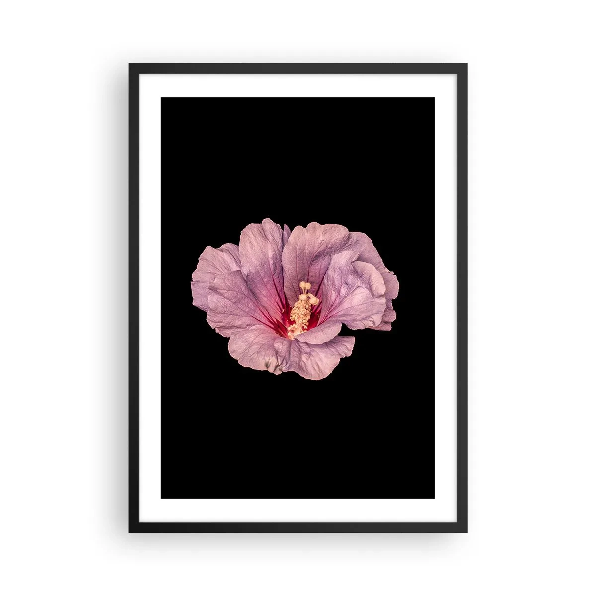 Poster in einem schwarzem Rahmen - Zarte rosa Hibiskusblüte auf schwarzem Hintergrund - 50x70cm - Direkt ins Herz - Moderne Wanddekoration für Wohnzimmer und Schlafzimmer ARTTOR
