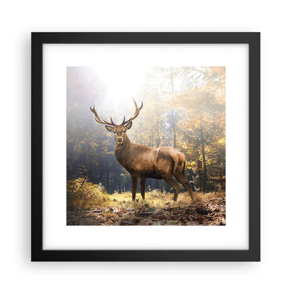 Poster in einem schwarzem Rahmen - In voller Majestät - 30x30 cm