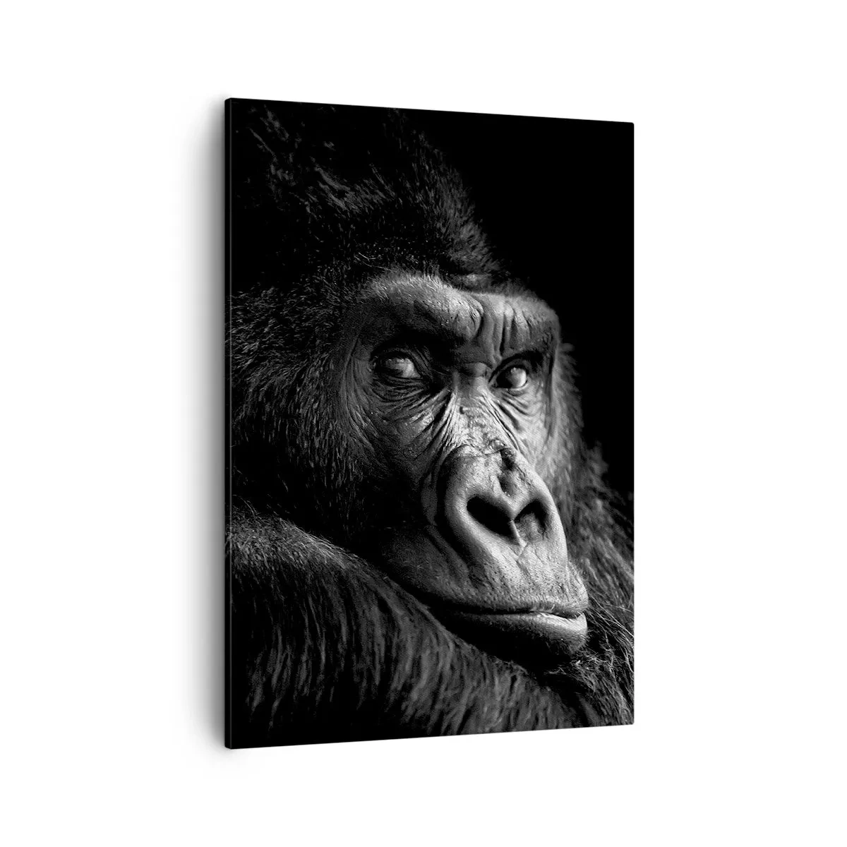 Bild auf Leinwand - Leinwandbild - Schwarz-Weiß-Porträt eines majestätischen Gorillas - 50x70cm - Und was guckst du so? - Moderne Wanddekoration für Wohnzimmer und Schlafzimmer ARTTOR