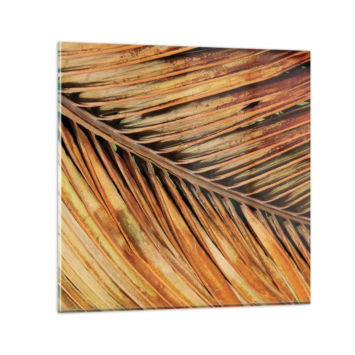 Glasbild - Bild auf glas - Kokosnuss-Gold - 40x40 cm