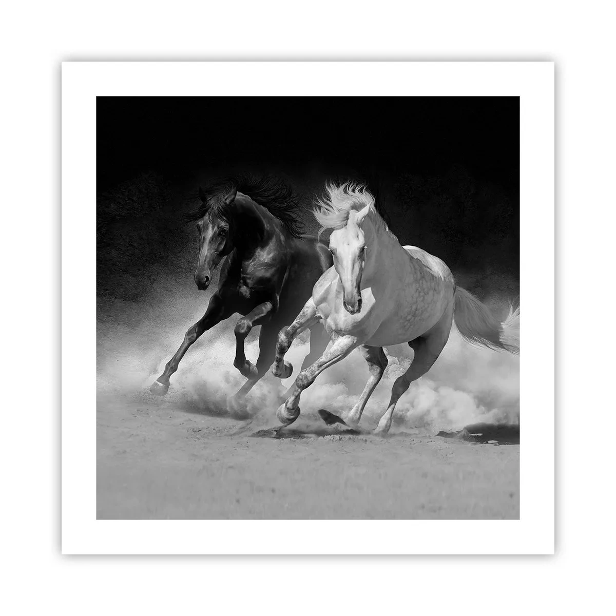 Poster - Galopp der Freiheit - 50x50 cm