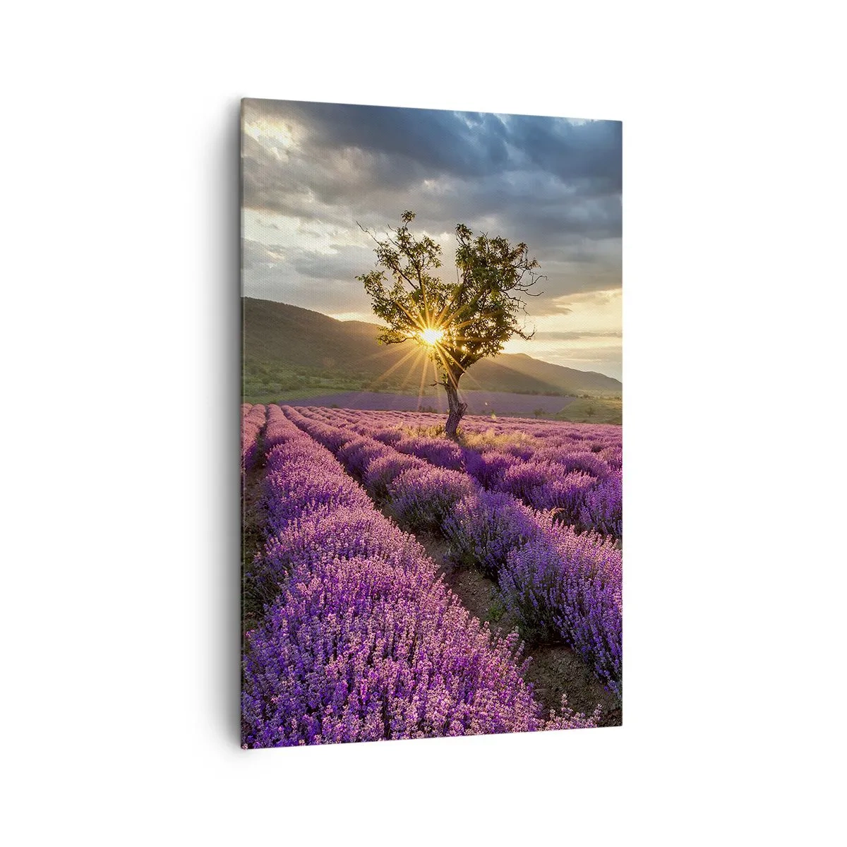 Bild auf Leinwand - Leinwandbild - Ein Lavendelfeld mit einem einsamen Baum bei Sonnenuntergang - 80x120cm - Fliederfarbenes Aroma - Moderne Wanddekoration für Wohnzimmer und Schlafzimmer ARTTOR