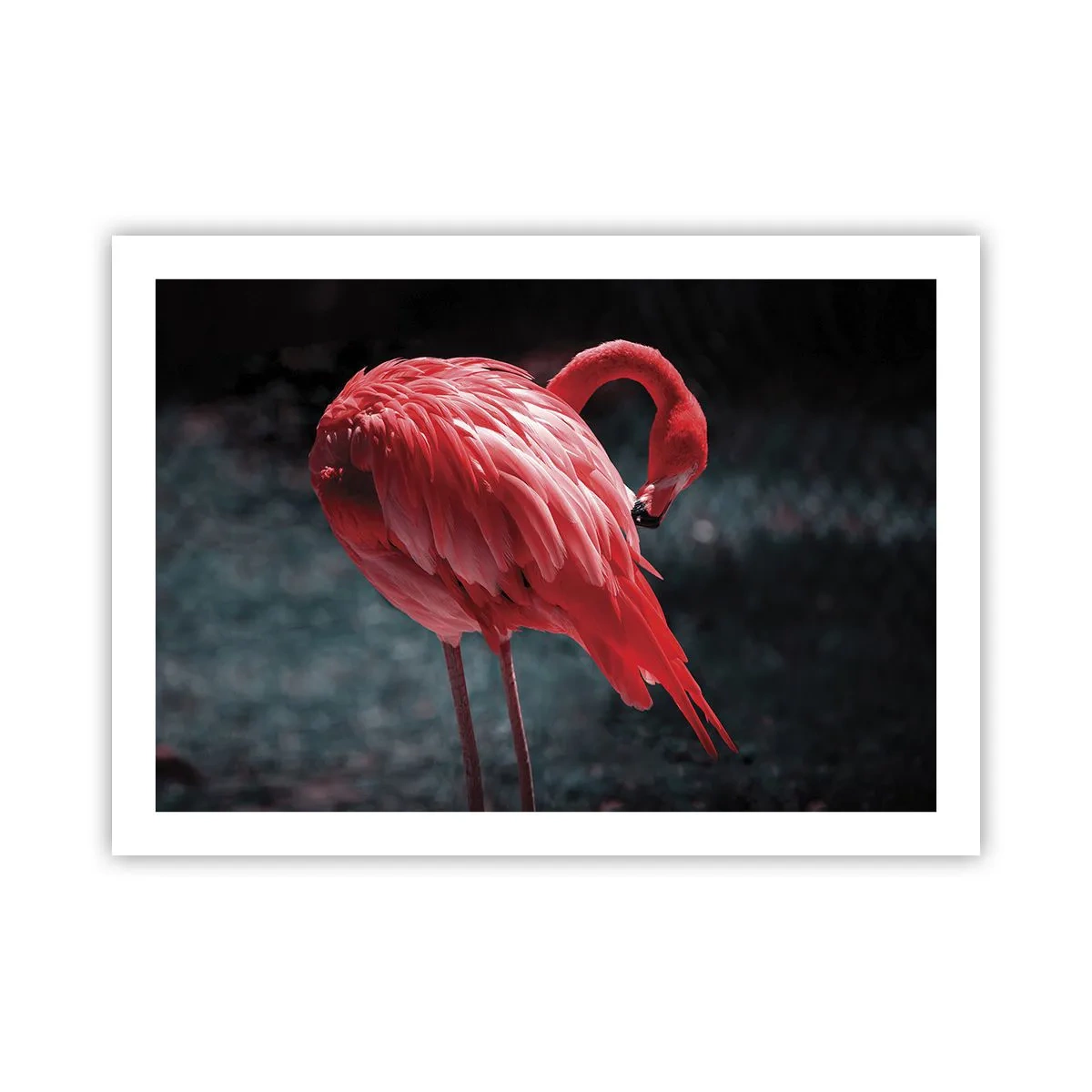 Poster - Ein purpurrotes Gedicht der Natur - 70x50 cm