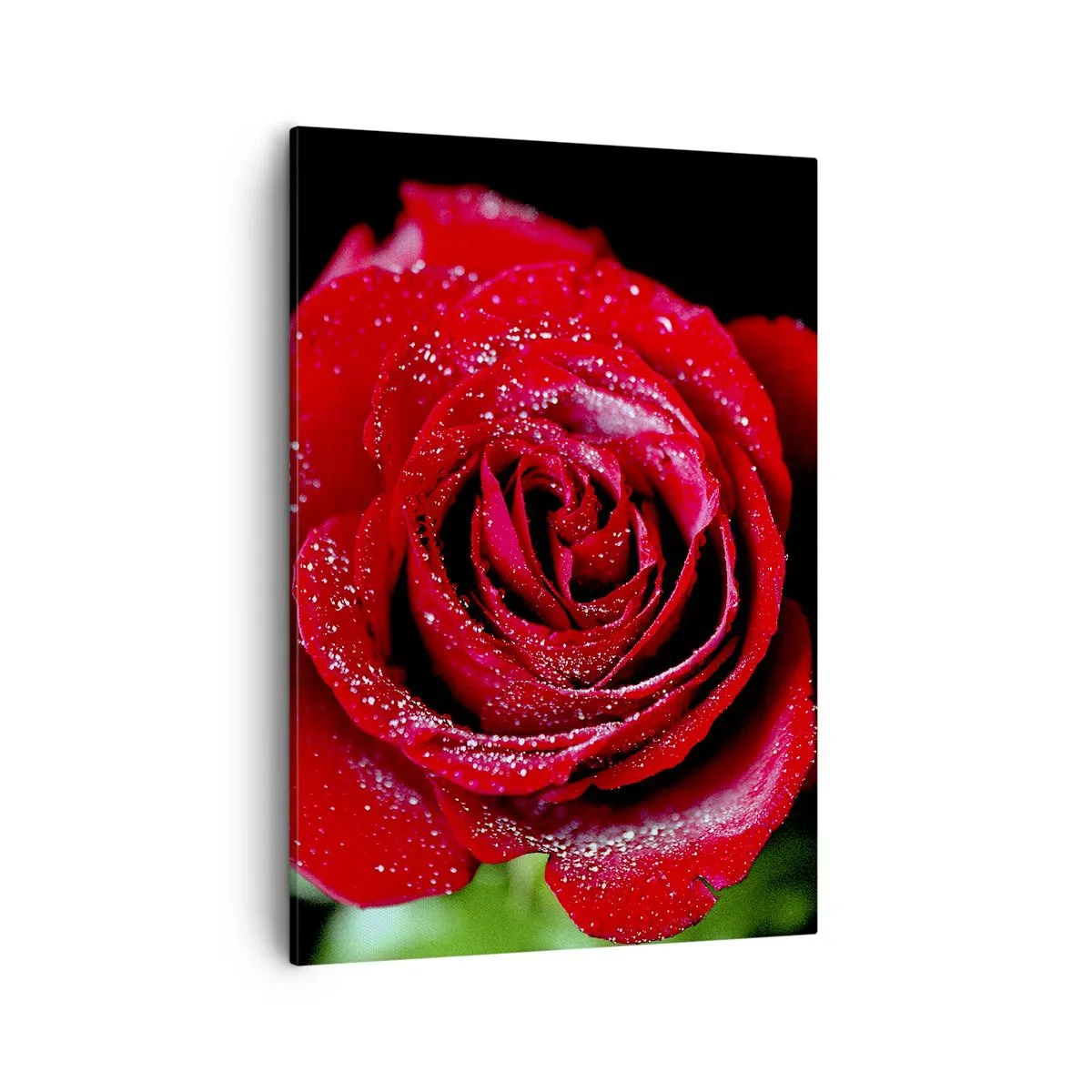 Bild auf Leinwand - Leinwandbild - Eine rote Rose mit Tautropfen auf schwarzem Hintergrund. - 50x70cm - Das ist Liebe - Moderne Wanddekoration für Wohnzimmer und Schlafzimmer ARTTOR