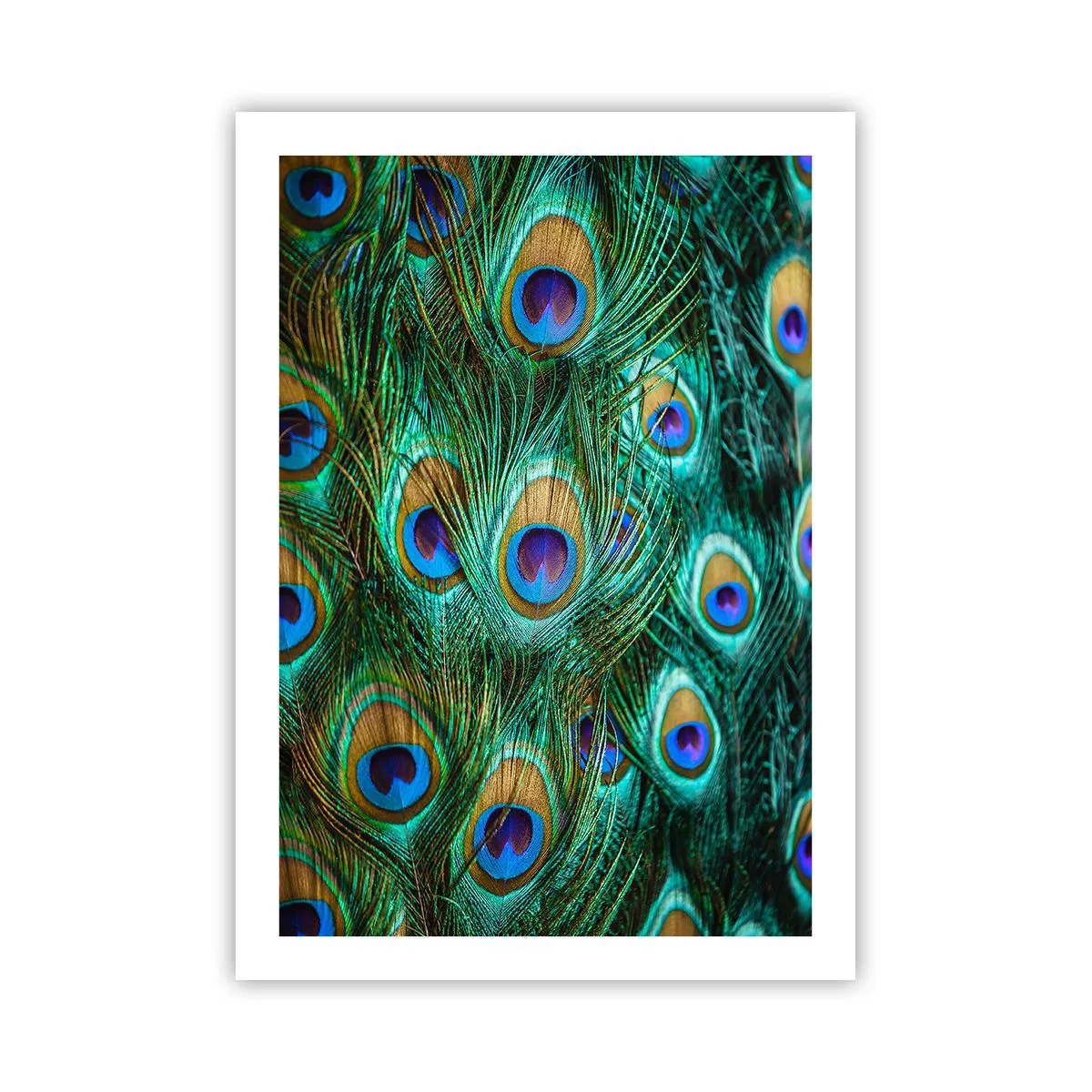 Poster - Pfauenfedern in intensiven Farben - 50x70cm - Ein Blick mit Pfauenaugen - Moderne Wanddekoration für Wohnzimmer und Schlafzimmer ARTTOR