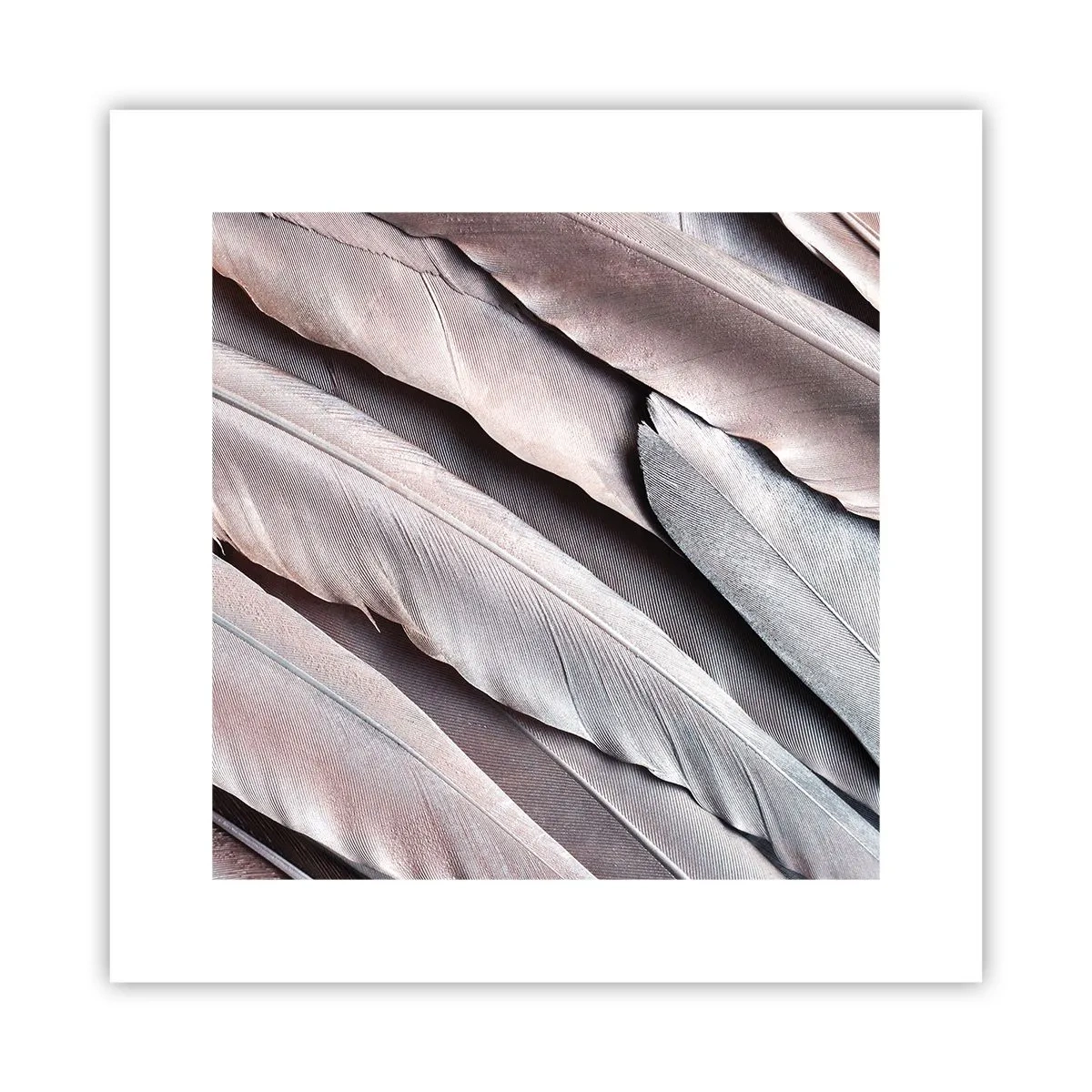 Poster - In rosa Silber - 30x30 cm