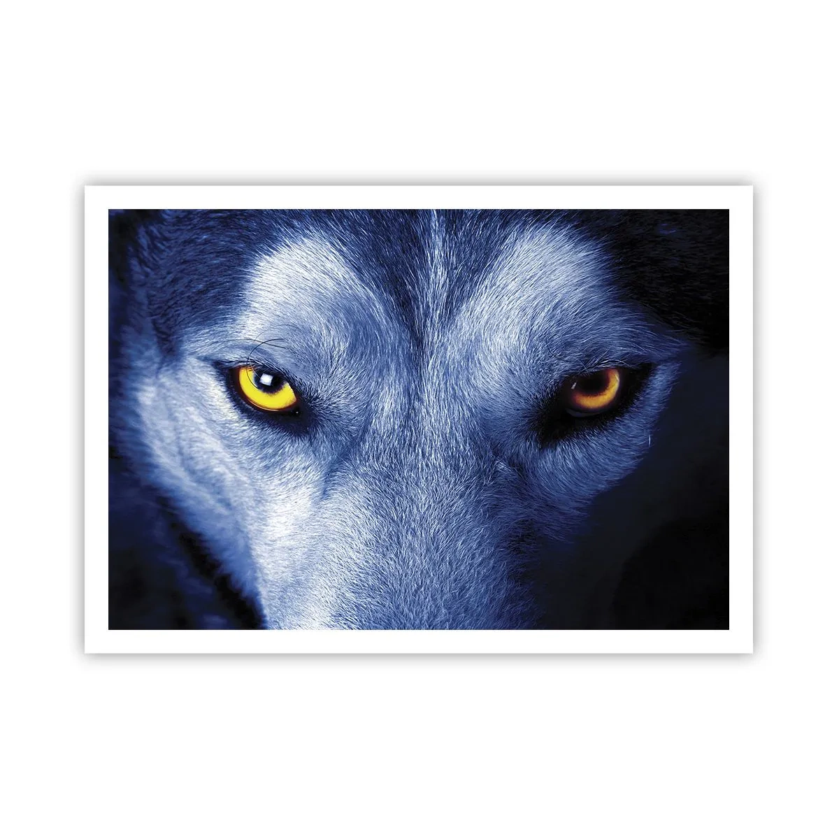 Poster - Nahaufnahme des intensiven Blicks eines Wolfes vor dunklem Hintergrund - 100x70cm - Faszinierender Blick - Moderne Wanddekoration für Wohnzimmer und Schlafzimmer ARTTOR