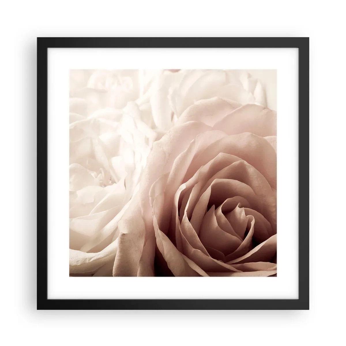 Poster in einem schwarzem Rahmen - Im Herzen der Rose - 40x40 cm