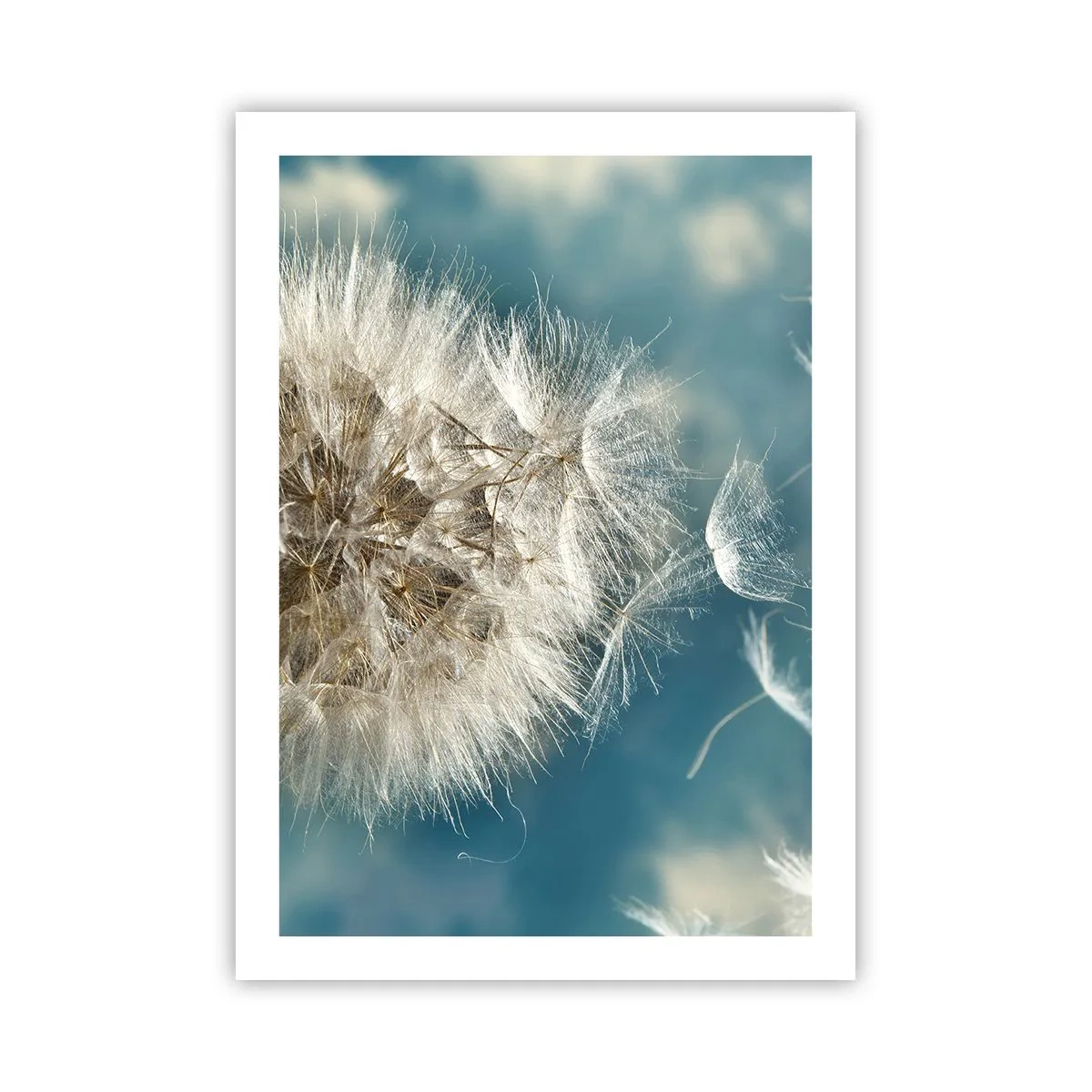 Poster - Zarte Löwenzahnsamen auf blauem Hintergrund - 50x70cm - Engelsatem - Moderne Wanddekoration für Wohnzimmer und Schlafzimmer ARTTOR